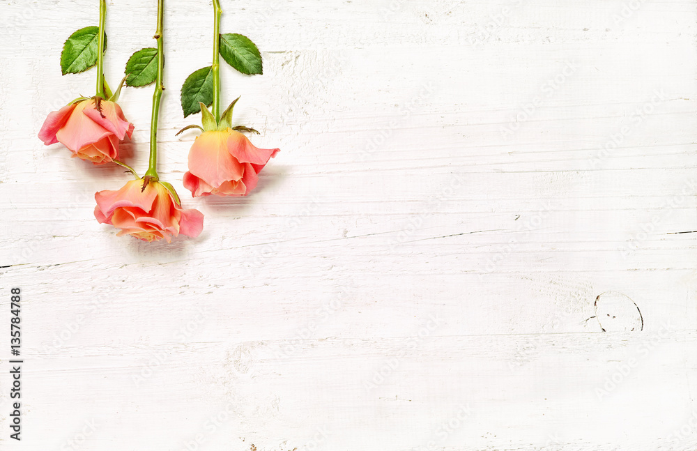 pink roses on white wooden background