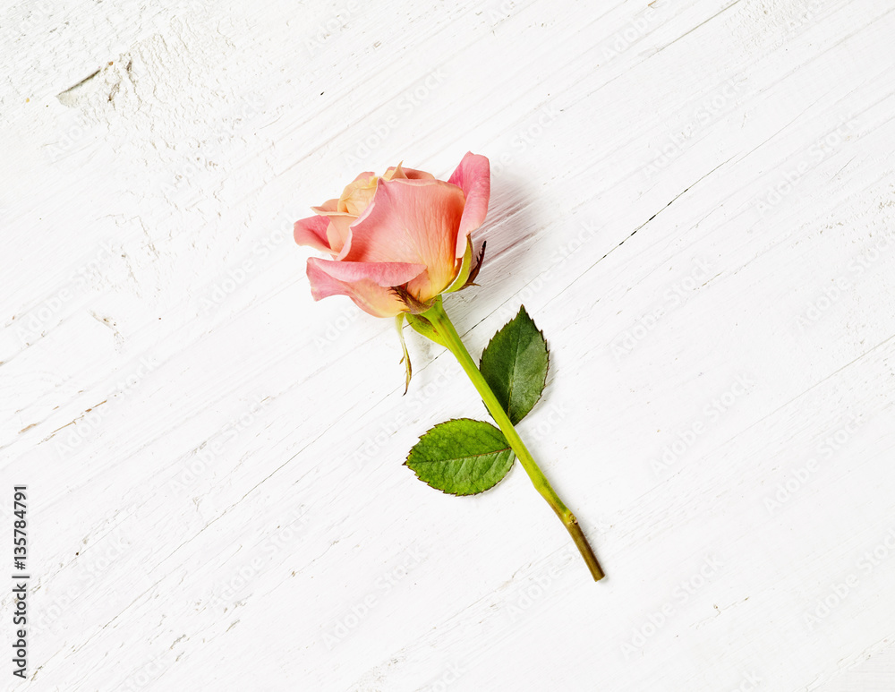 pink rose on white wood background