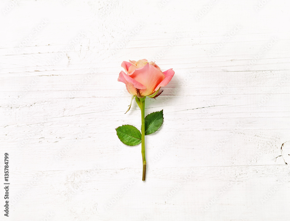 pink rose on white wood background