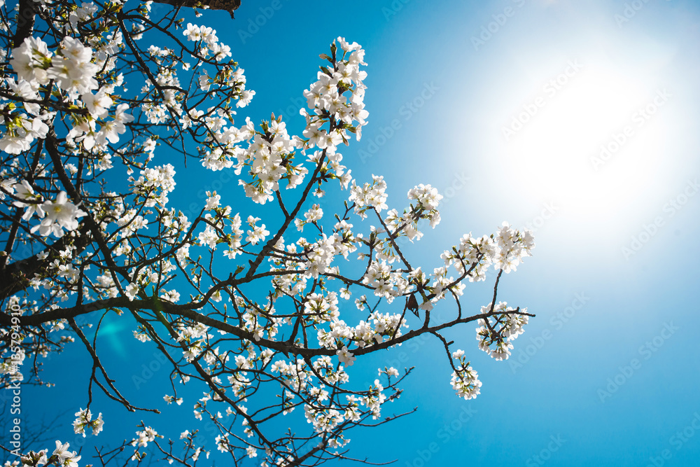 Beautiful cherry blossom sakura in spring time over blue sky.