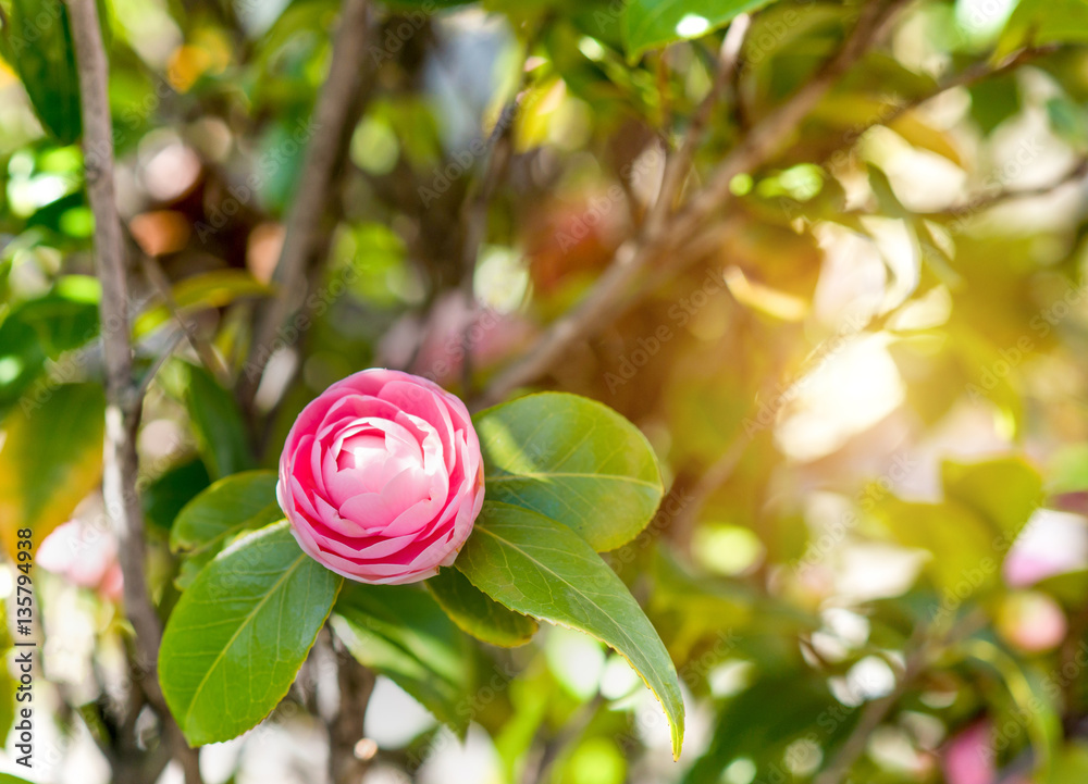 Japanese camellia. Pink beautiful flower over green.