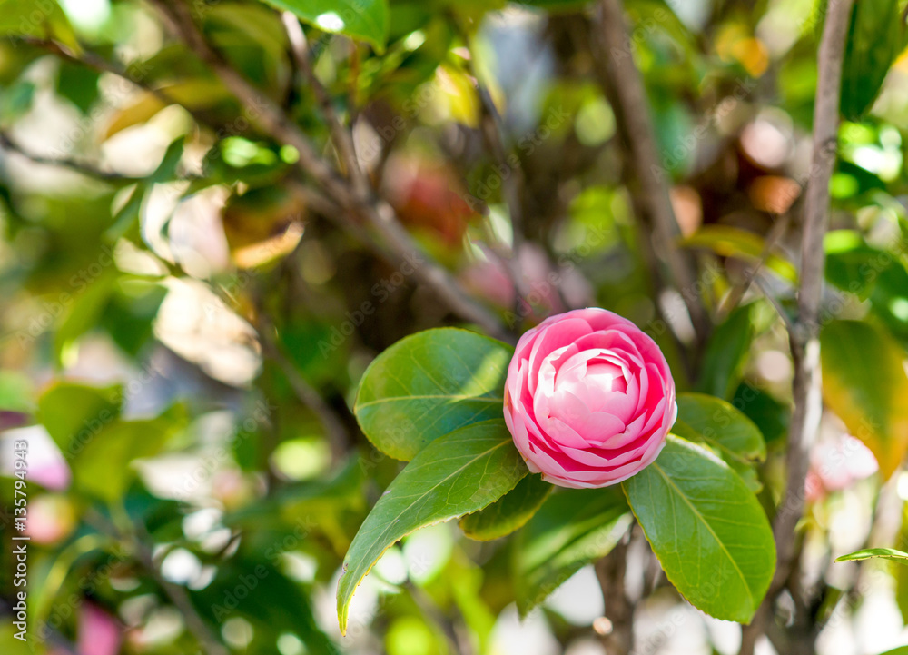 Japanese camellia. Pink beautiful flower over green.