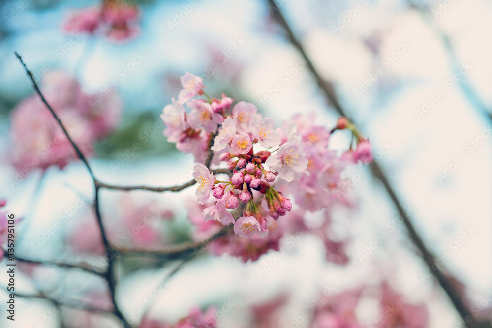 Beautiful cherry blossom sakura in spring time.