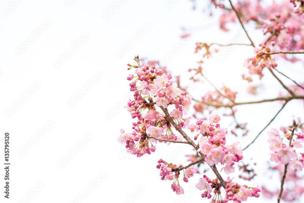 美丽的樱花樱花在春天。