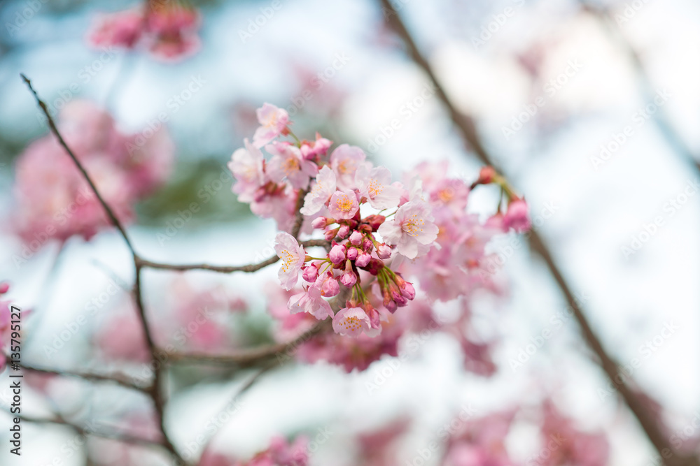 Beautiful cherry blossom sakura in spring time.