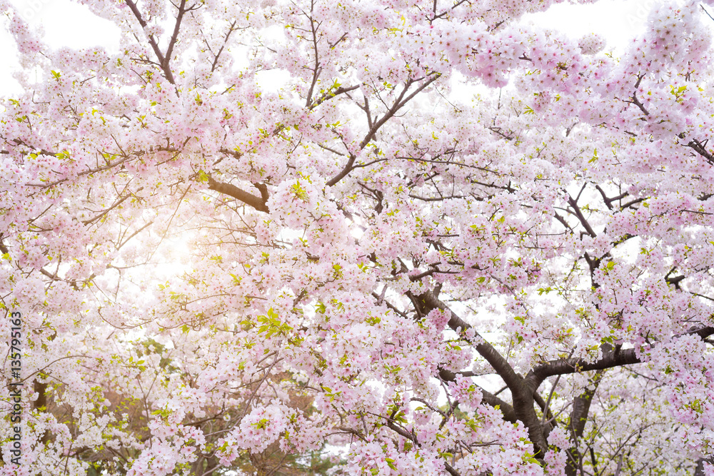 Beautiful cherry blossom sakura in spring time.