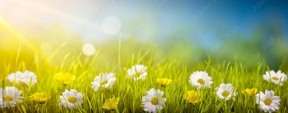 Field of wild flowers