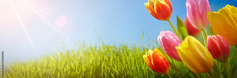 Spring tulips in the field