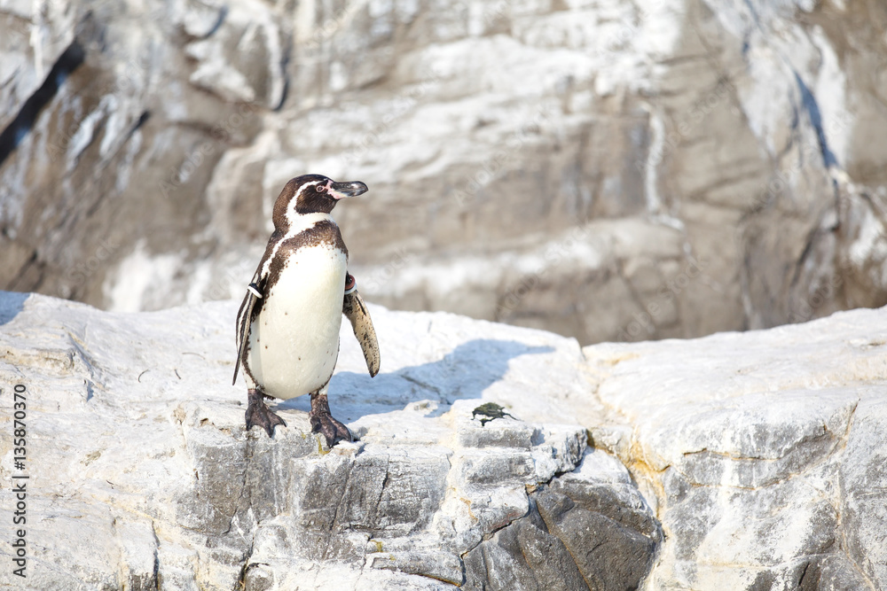 Little Penguin or Humboldt Penguins stand on a rock