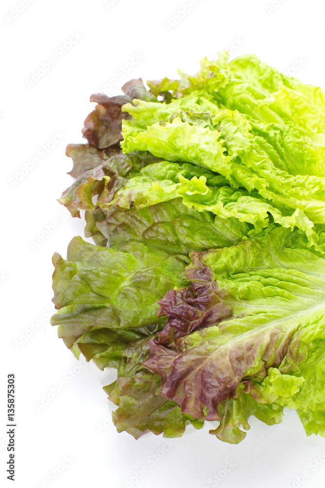 Fresh green lettuce leaf isolated on a white background