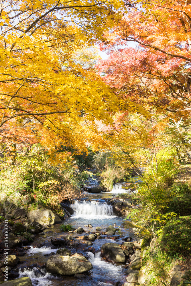 Autumn leaves of Atami plum garden