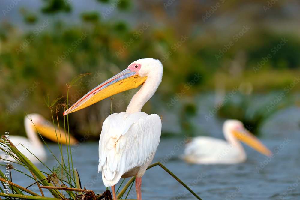 Great white pelican