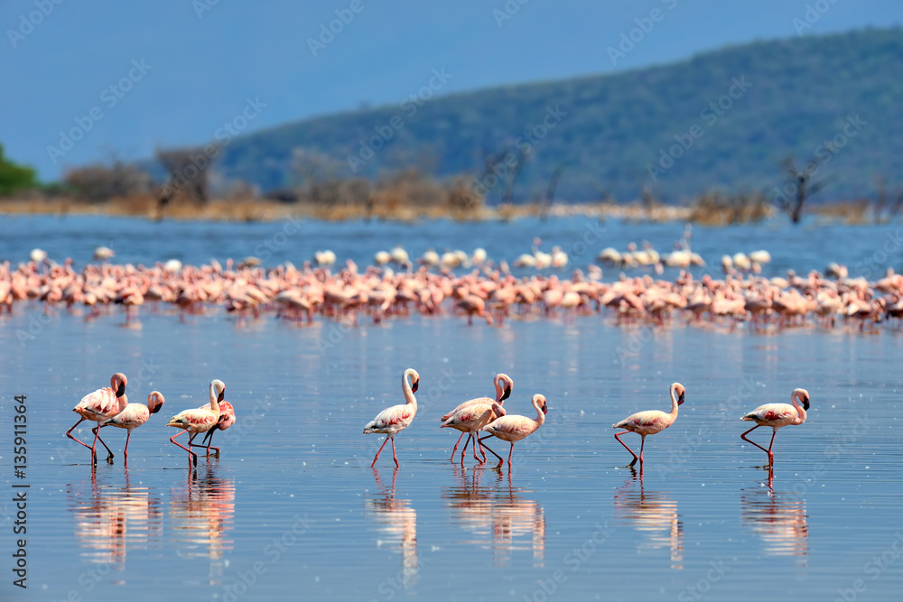 Flock of flamingos