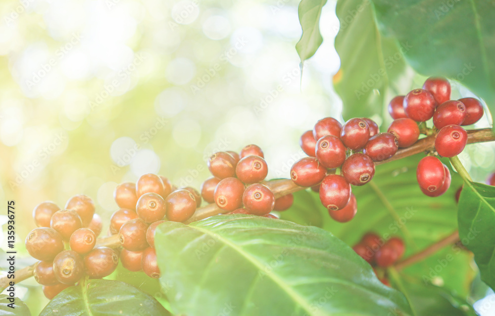 fresh coffee beans on tree