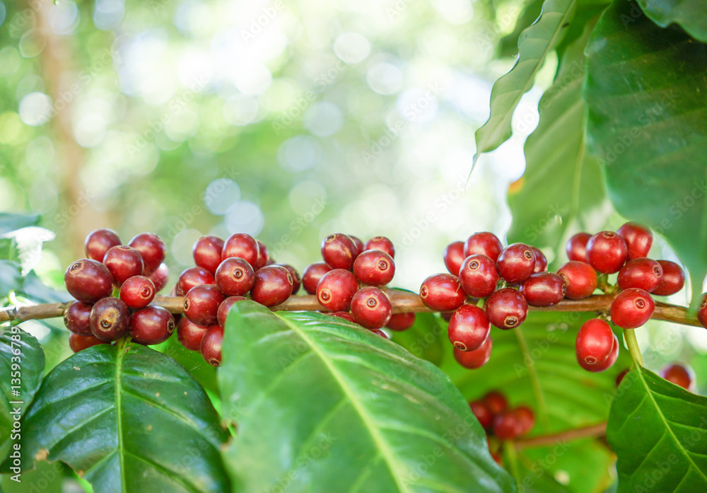 fresh coffee beans on tree