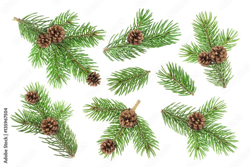 Fir tree branch with pine cones isolated on white background