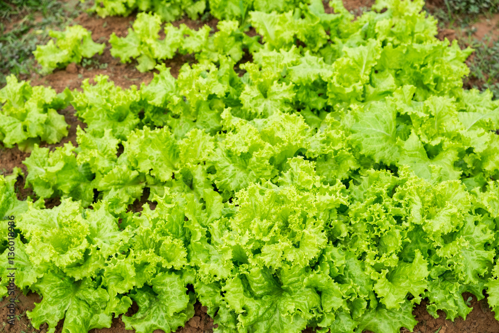 Cultivated fresh lettuce leaves