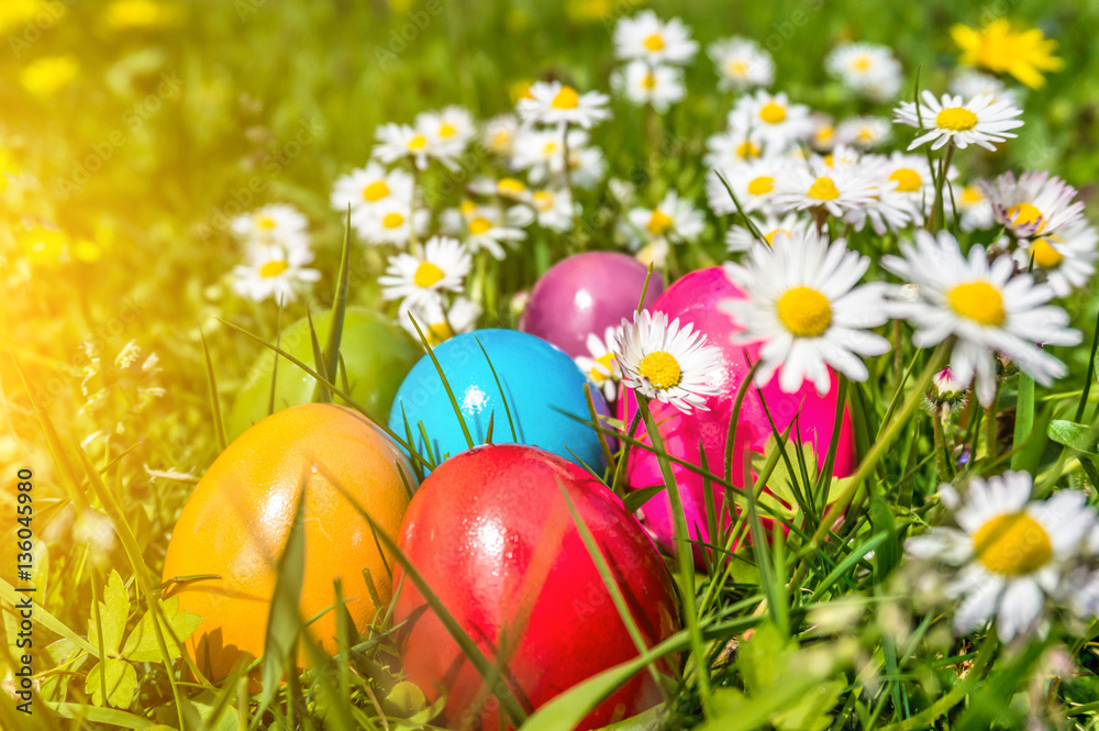 Colorful Easter eggs in grass with daisy flowers