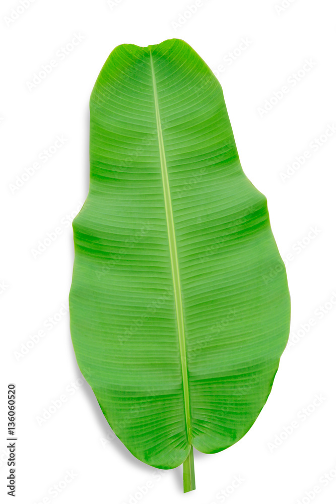 banana leaf isolated on white background, File contains a clipping path.