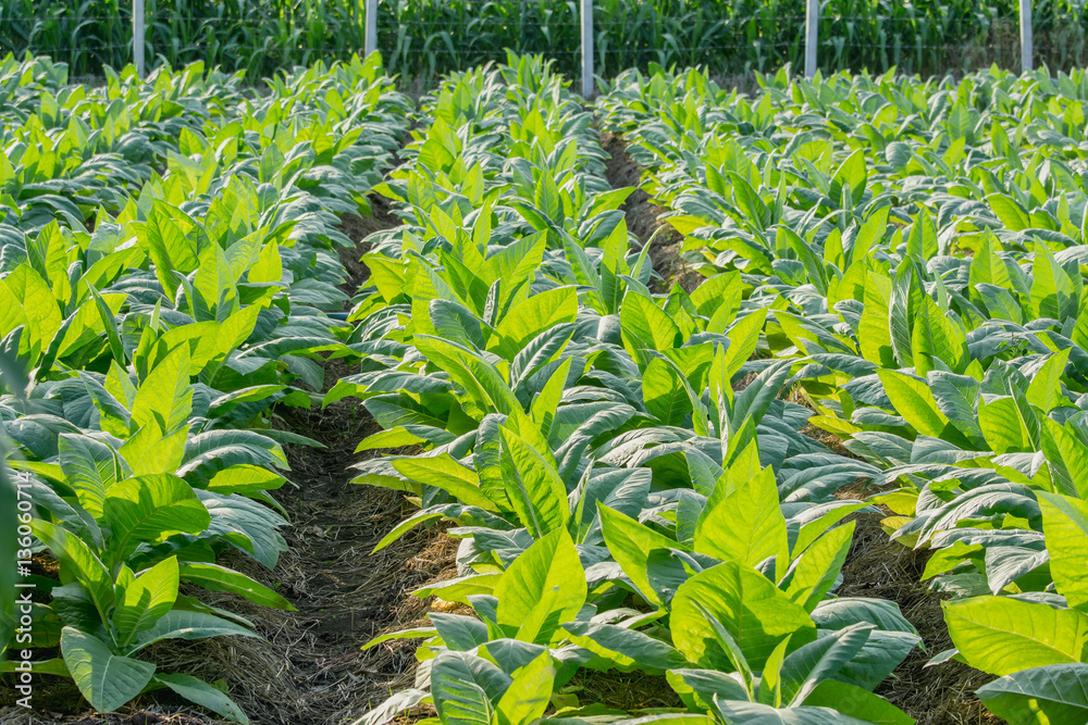 Green Tobacco field in agricultural garden