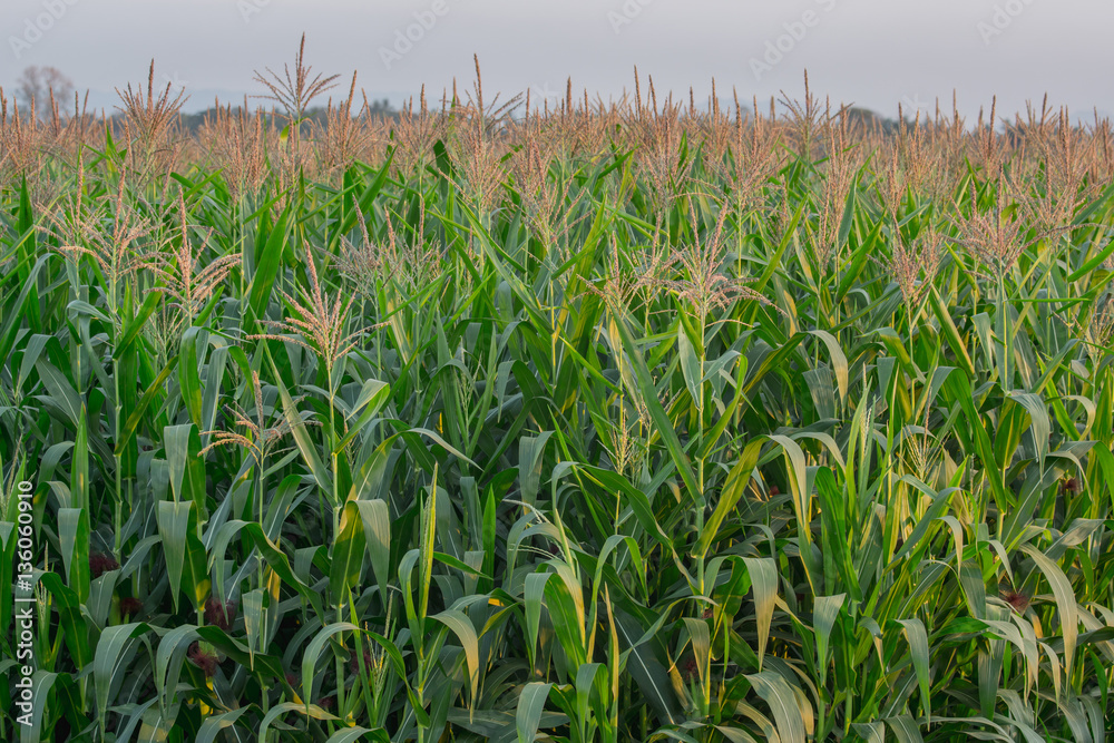 Green corn field in agricultural garden