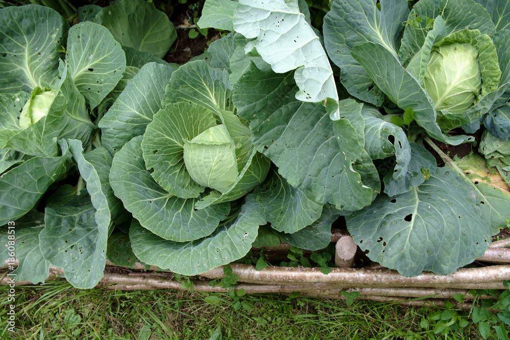 wooden raised beds with cabbage in medieval style garden