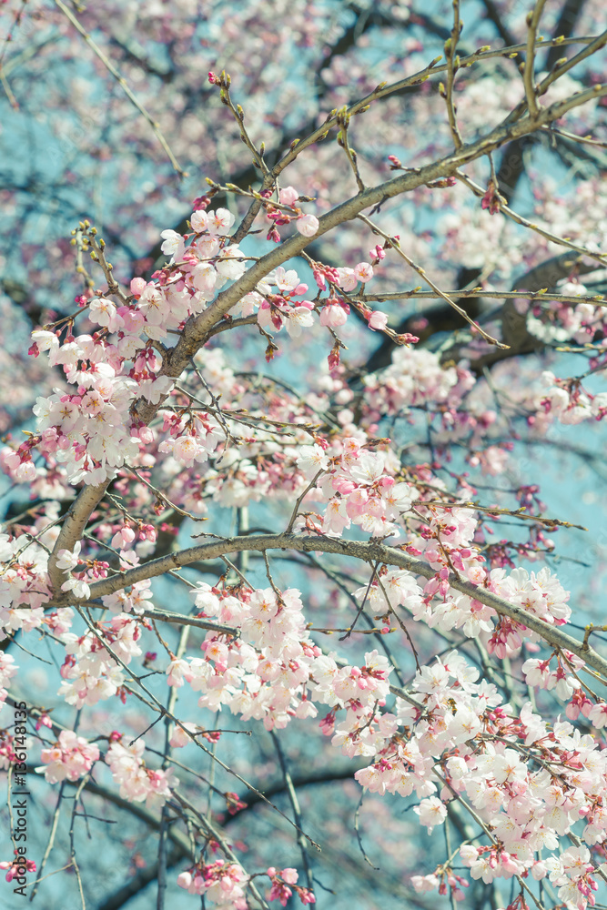 Beautiful cherry blossom sakura in spring time over blue sky.