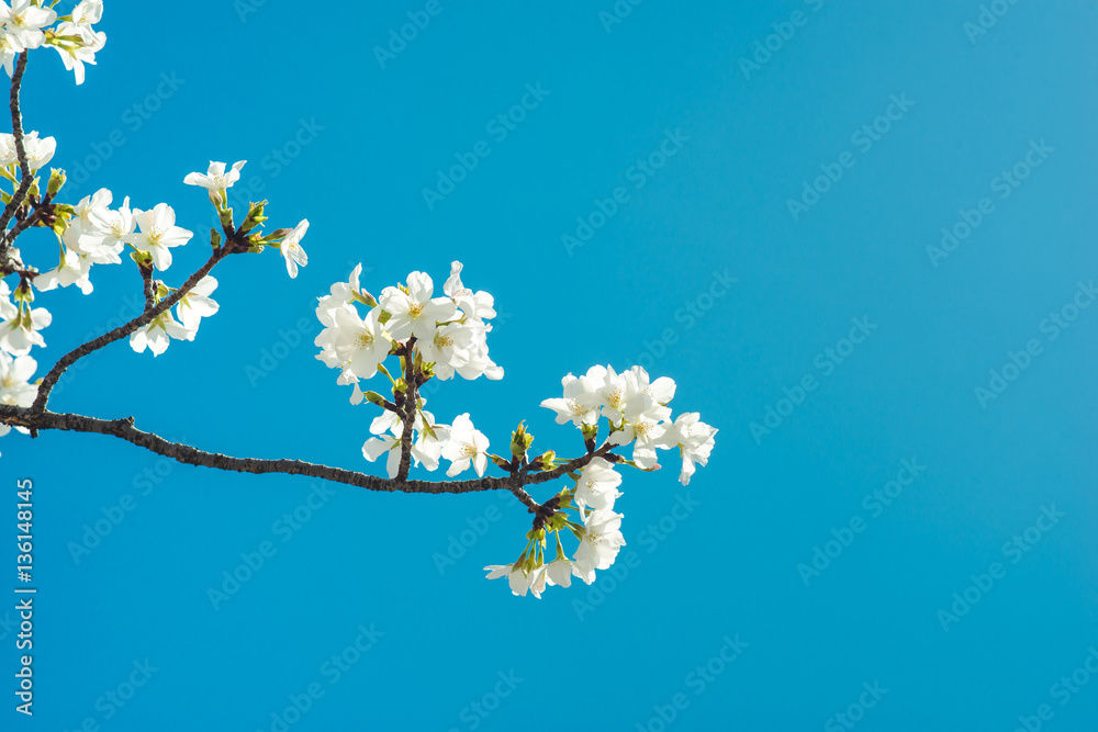 Beautiful cherry blossom sakura in spring time over blue sky.