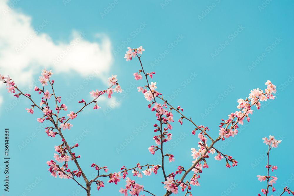 Beautiful cherry blossom sakura in spring time over blue sky.