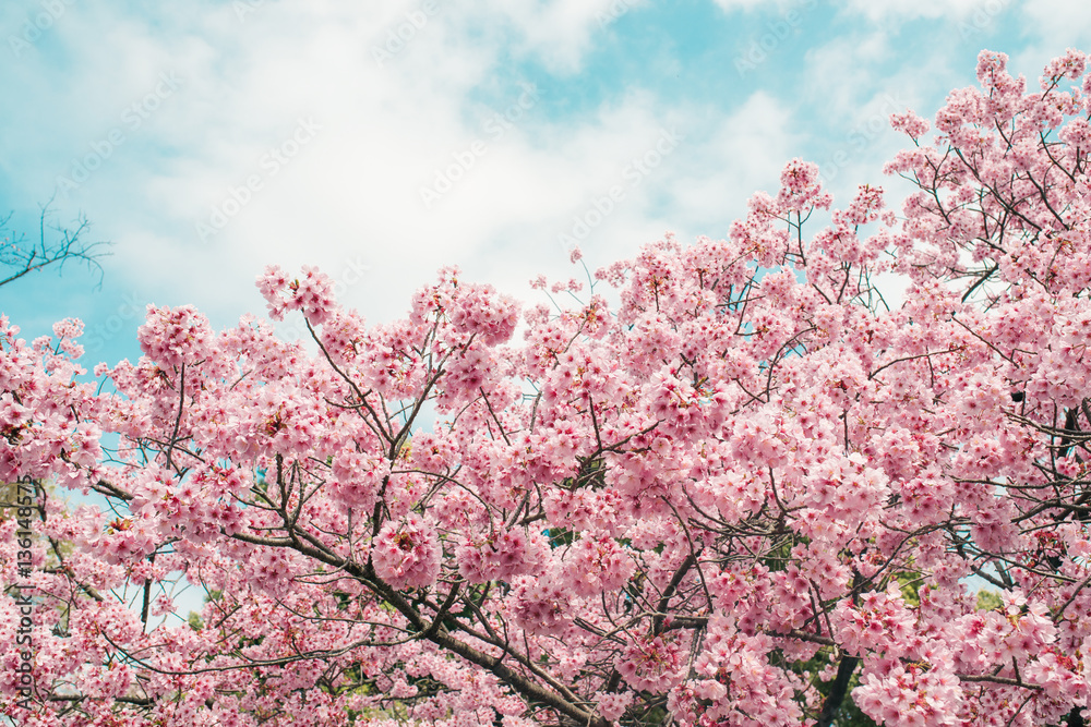 Beautiful cherry blossom sakura in spring time over blue sky.