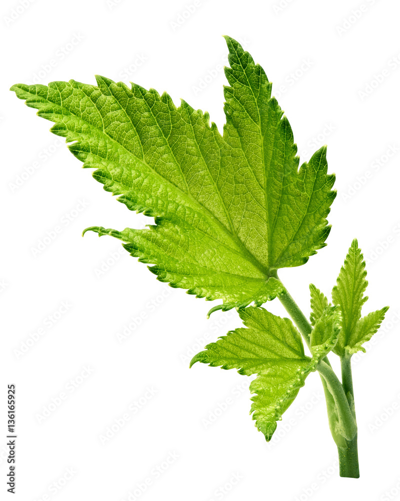 Currant leaf isolated