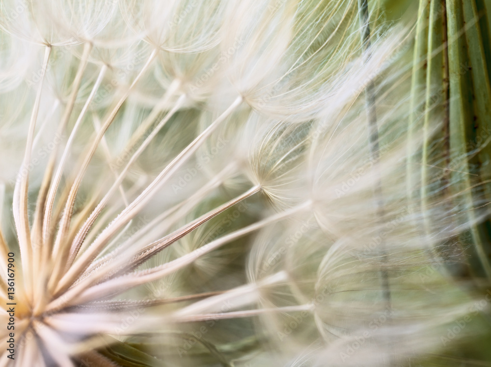 Tragopogon pseudomajor S. Nikit. Dandelion