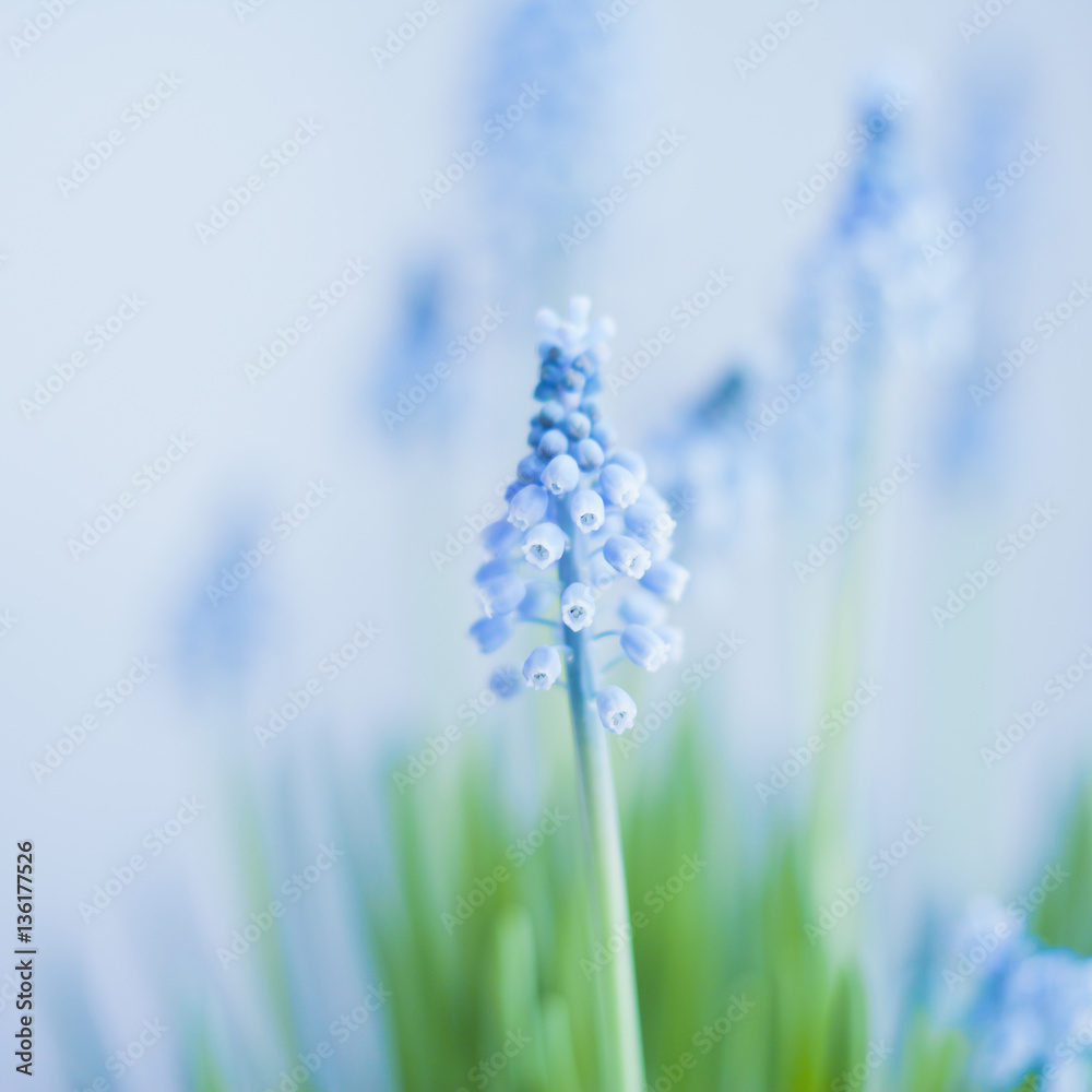 Muscari armeniacum - delicate light grape  hyacinth