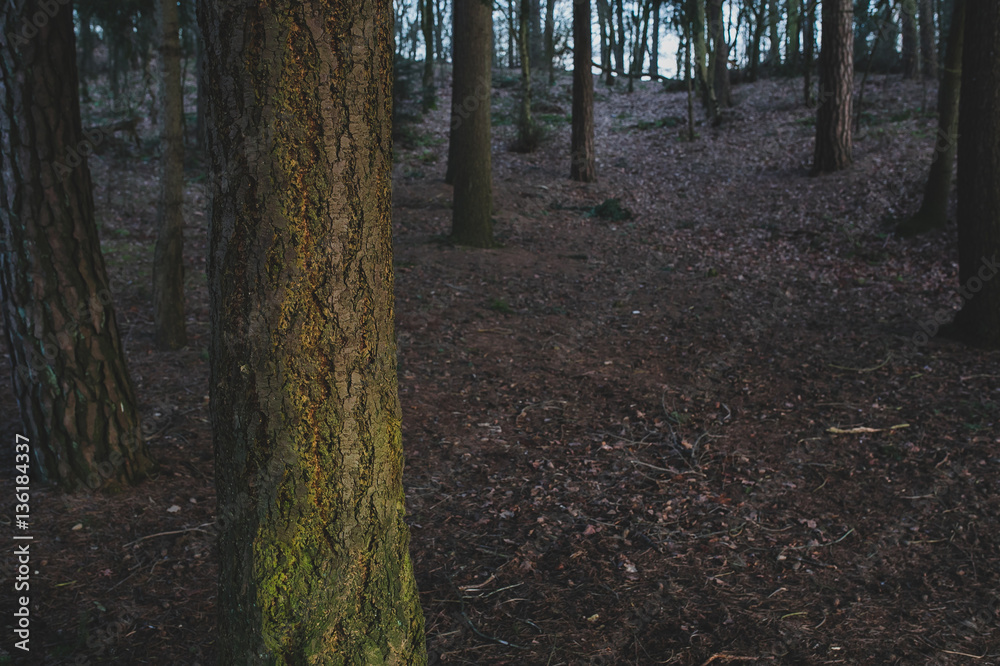 Tree detail in Autumn forest