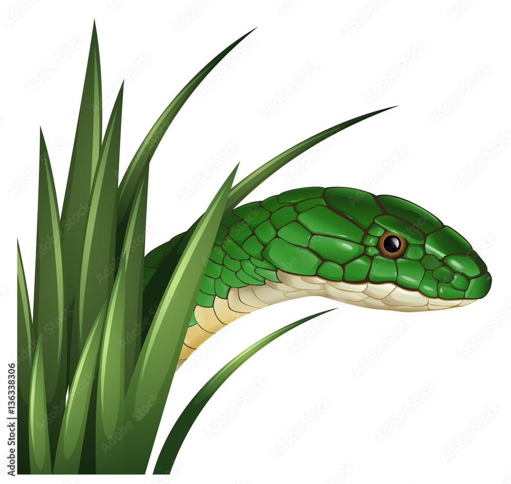 Green snake behind the grass