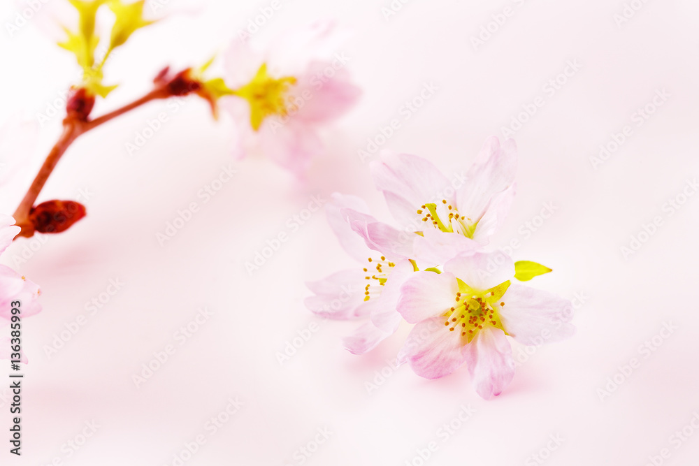 桜