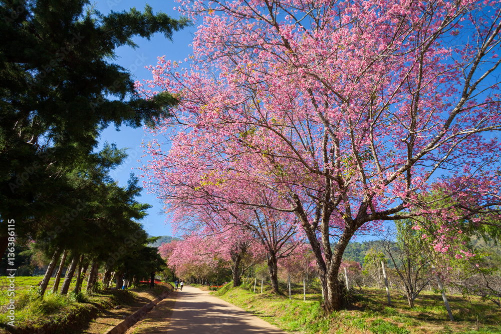 Cherry blossom pathway in Khun Wang ChiangMai, Thailand.