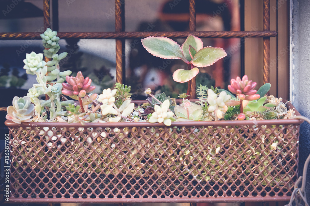 agave succulent plant pots, hanging wall, home decor, selective focus