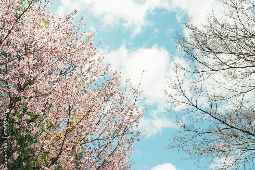 Beautiful cherry blossom sakura in spring time over blue sky.