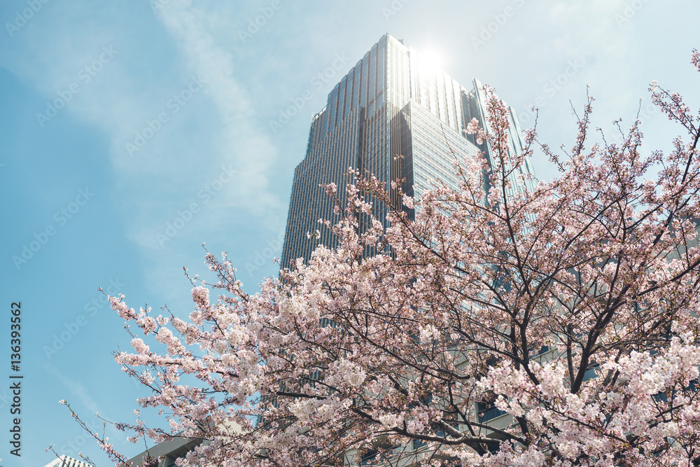 Beautiful cherry blossom sakura in spring time over blue sky.