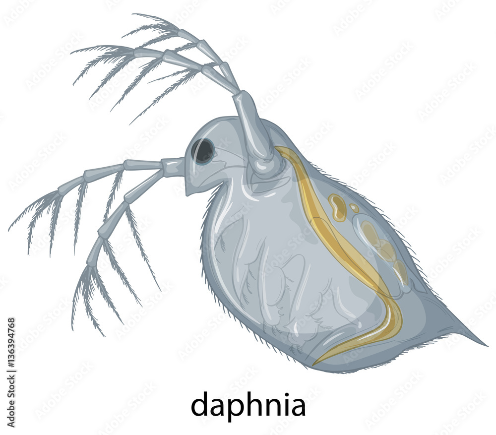 Daphnia on white background