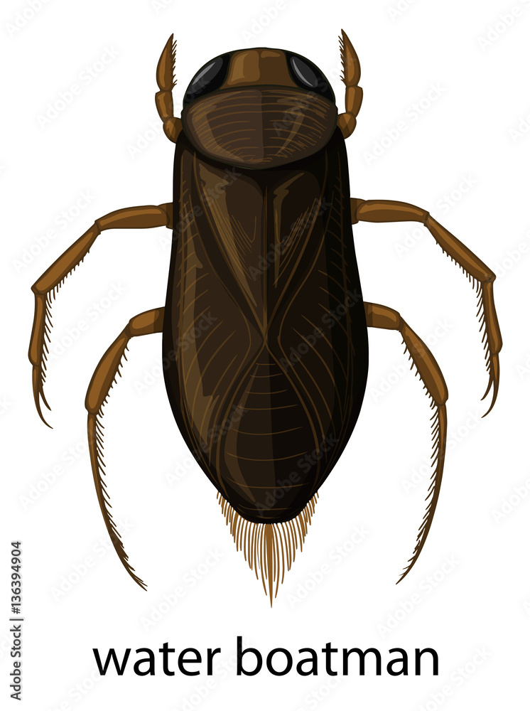 Water  boatman on white background