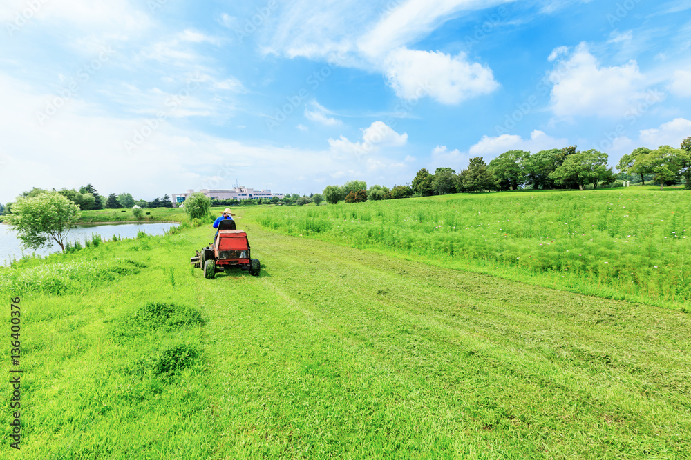 field of green grass and blue sky in summer day