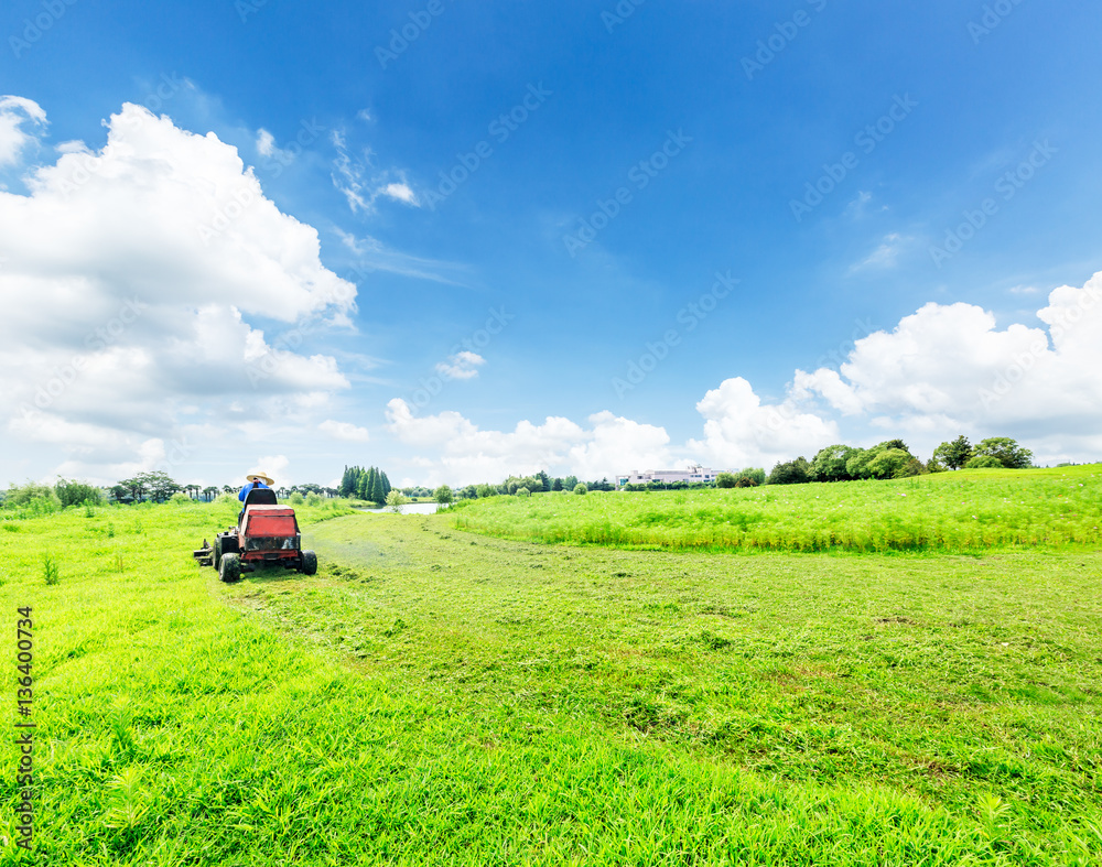 field of green grass and blue sky in summer day