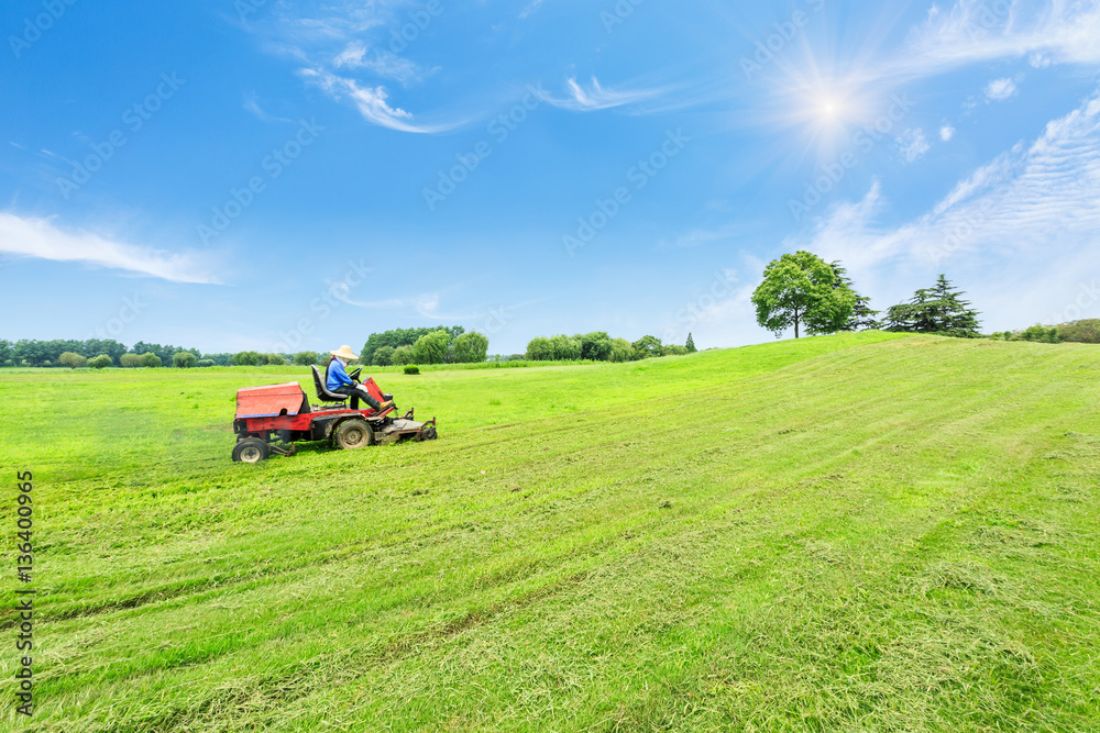 field of green grass and blue sky in summer day