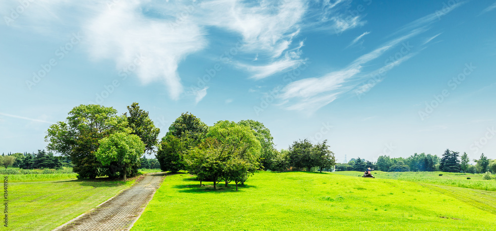 field of green grass and blue sky in summer day