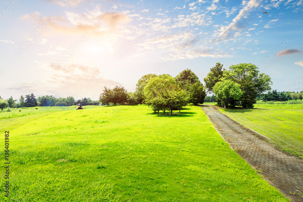 field of green grass and blue sky in summer day