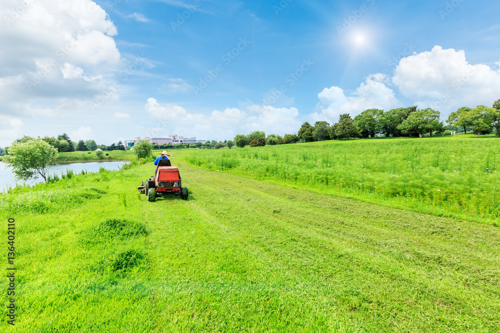 field of green grass and blue sky in summer day