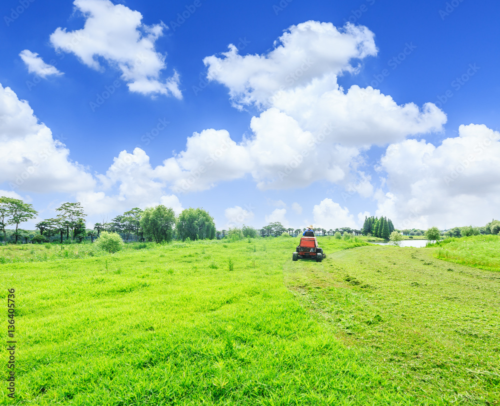 field of green grass and blue sky in summer day