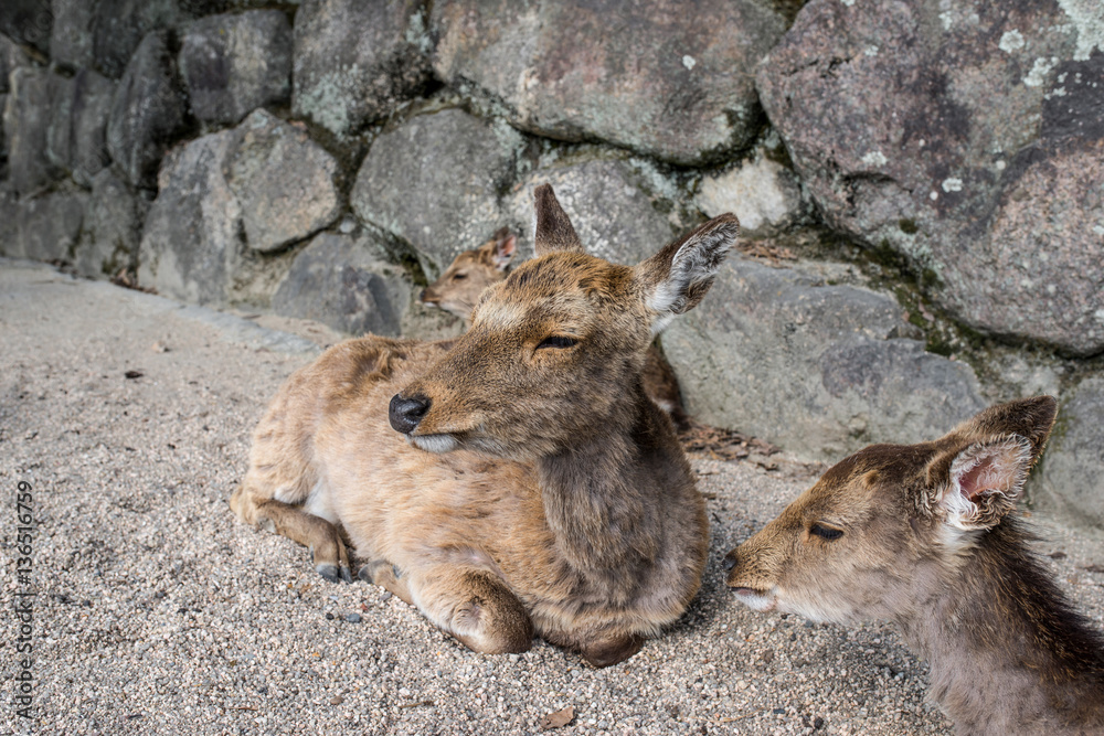 Deer grazing in  Miyajima island, Hiroshima, Japan